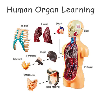3D Human Body Torso Model for Educational Purposes - Interactive Assembly Learning Tool for Children