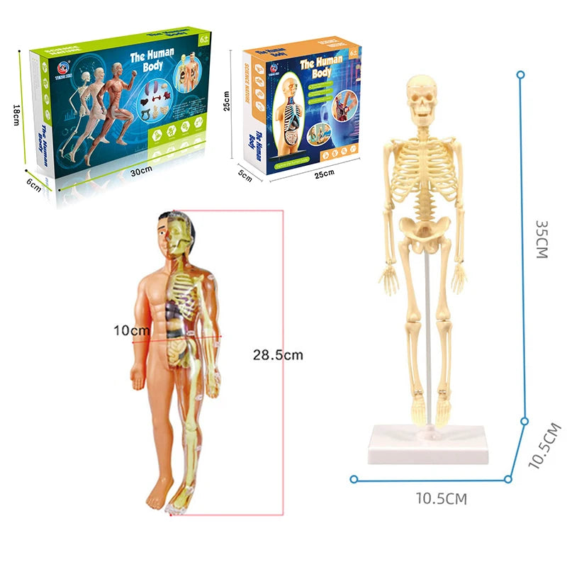 3D Human Body Torso Model for Educational Purposes - Interactive Assembly Learning Tool for Children