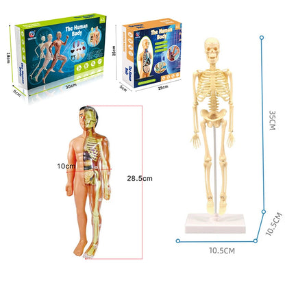 3D Human Body Torso Model for Educational Purposes - Interactive Assembly Learning Tool for Children