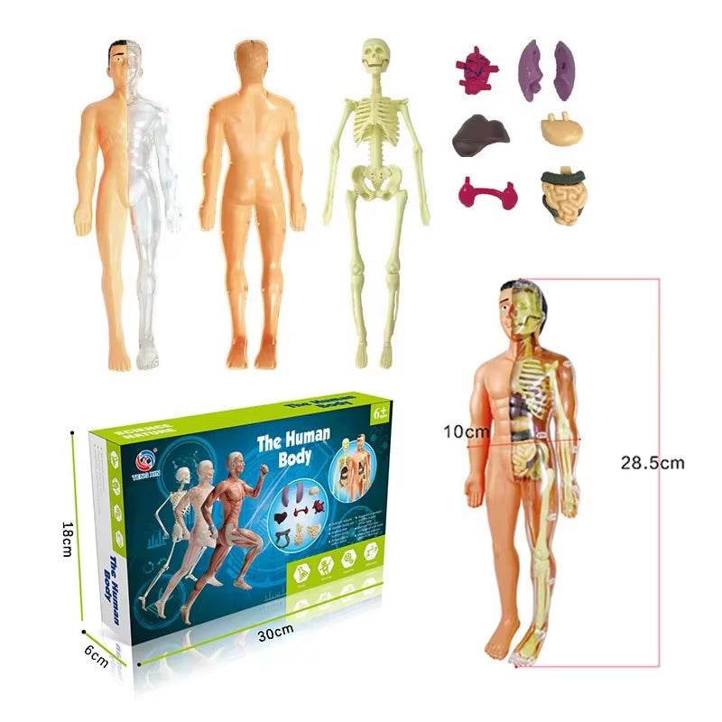 3D Human Body Torso Model for Educational Purposes - Interactive Assembly Learning Tool for Children