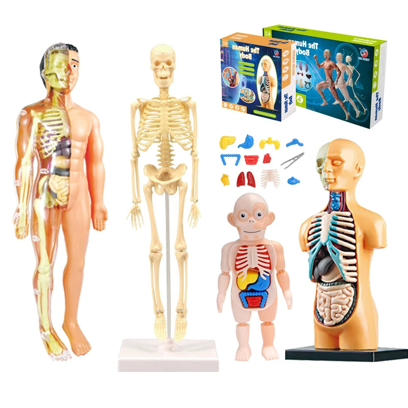 3D Human Body Torso Model for Educational Purposes - Interactive Assembly Learning Tool for Children