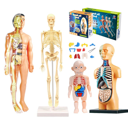 3D Human Body Torso Model for Educational Purposes - Interactive Assembly Learning Tool for Children