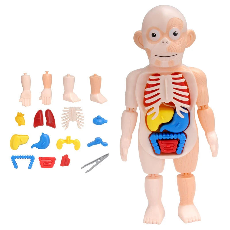 3D Human Body Torso Model for Educational Purposes - Interactive Assembly Learning Tool for Children
