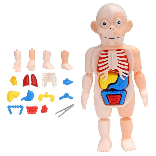 3D Human Body Torso Model for Educational Purposes - Interactive Assembly Learning Tool for Children