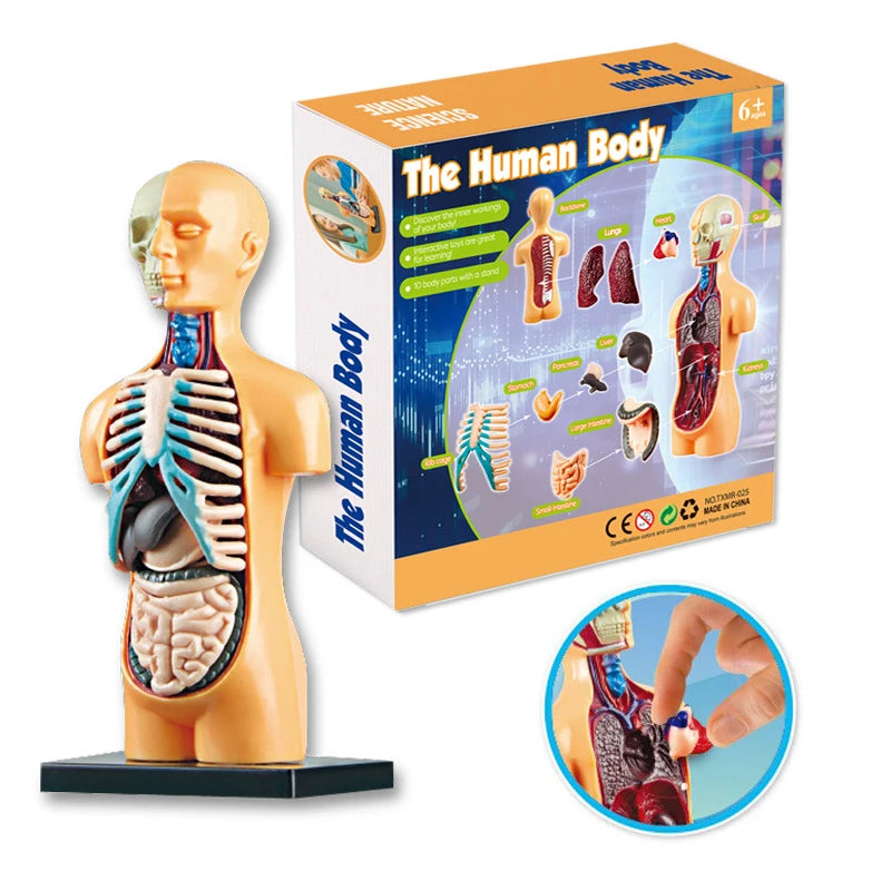 3D Human Body Torso Model for Educational Purposes - Interactive Assembly Learning Tool for Children