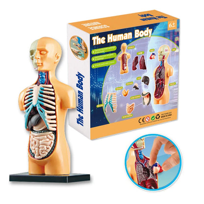 3D Human Body Torso Model for Educational Purposes - Interactive Assembly Learning Tool for Children