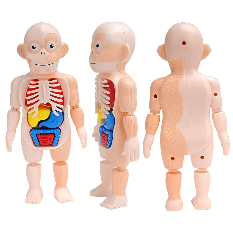 3D Human Body Torso Model for Educational Purposes - Interactive Assembly Learning Tool for Children