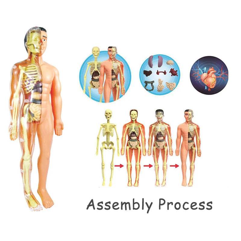 3D Human Body Torso Model for Educational Purposes - Interactive Assembly Learning Tool for Children