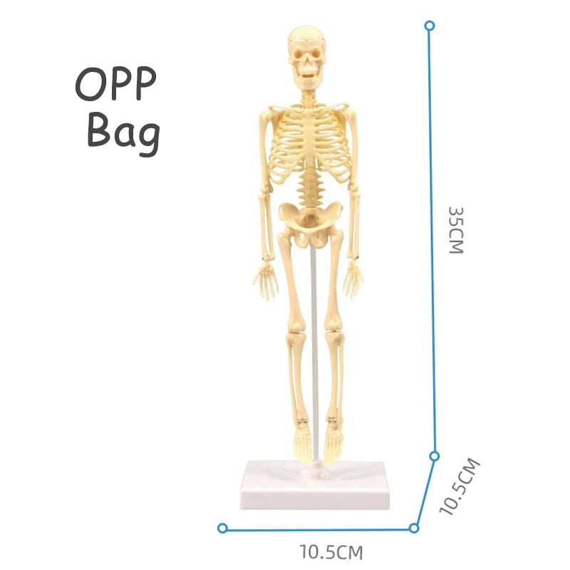 3D Human Body Torso Model for Educational Purposes - Interactive Assembly Learning Tool for Children